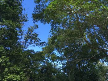 Low angle view of trees in forest