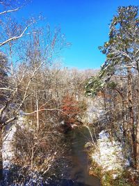 Scenic view of river in forest against clear sky