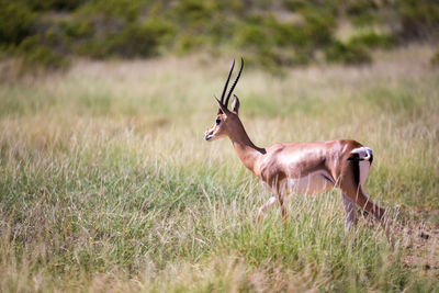 Side view of deer standing on field