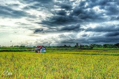 Scenic view of agricultural field against sky