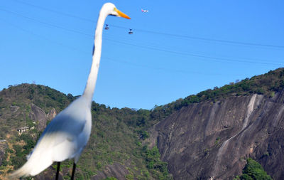 Low angle view of crane bird against clear blue sky