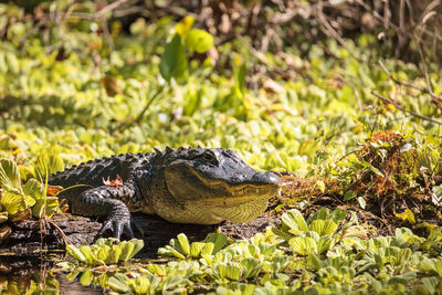 Young american alligator mississippiensis basking on the side of a pond on a golf course in florida