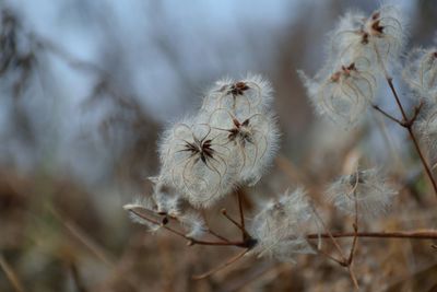 Close-up of wilted plant