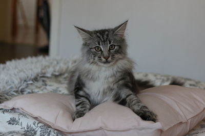 Close-up portrait of cat relaxing at home