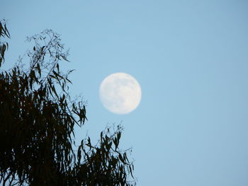 Low angle view of tree against clear sky