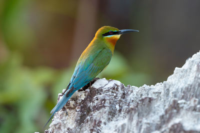 Close-up of bird perching on leaf