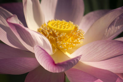 Close-up of purple lotus flower