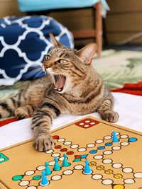 Cat relaxing on table at home