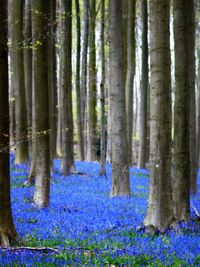View of trees in forest