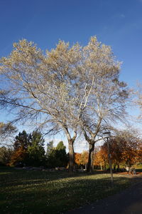 Trees against clear sky