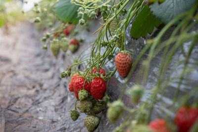 Close-up of red berries growing on plant