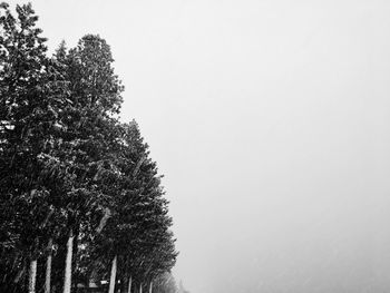 Trees against clear sky