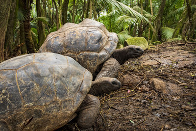 Close-up of turtle on rock