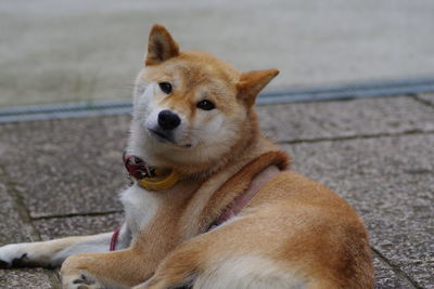 Portrait of a dog looking away