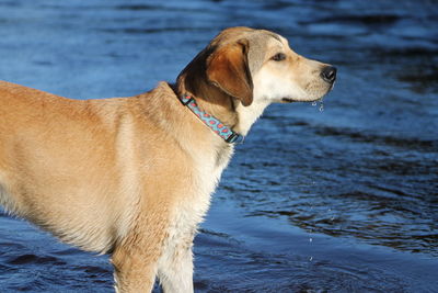 Close-up of dog sitting on shore
