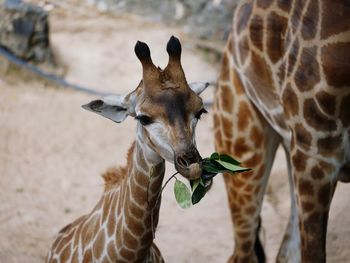 Giraffe in a zoo