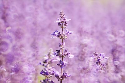 Close-up of purple flowering plant on field