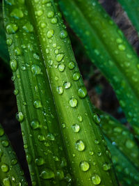 Close-up of wet leaves on rainy day
