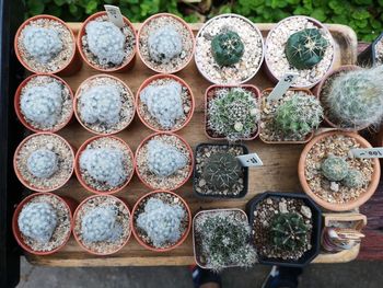 Directly above shot of succulent plants on table