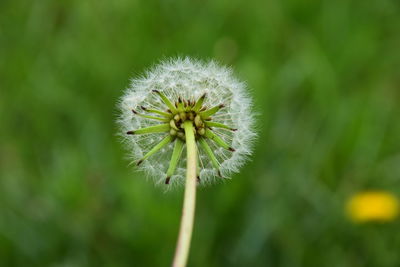 Close-up of white dandelion flower