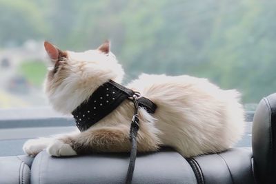 Dog sitting in a car