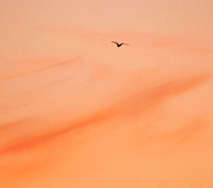 Low angle view of bird flying against orange sky