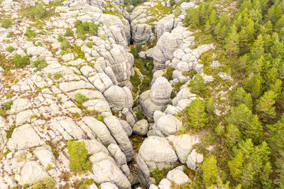 Full frame shot of fresh white flowering plants by rocks