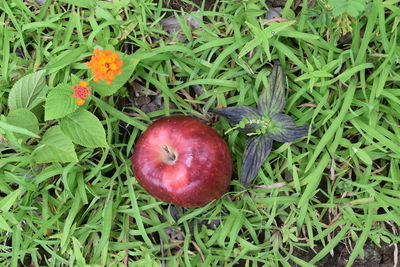 High angle view of apple on field