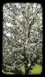 Flowers growing on tree trunk