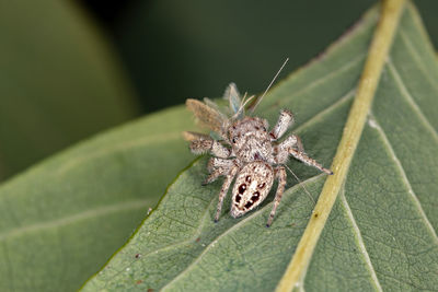 Close-up of spider on leaf