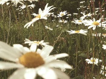 Close-up of flowers blooming outdoors