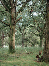 View of a forest