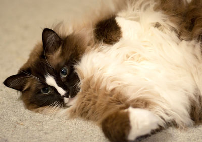 Close-up portrait of a cat lying down