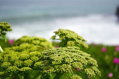 Close-up of green plant on moss