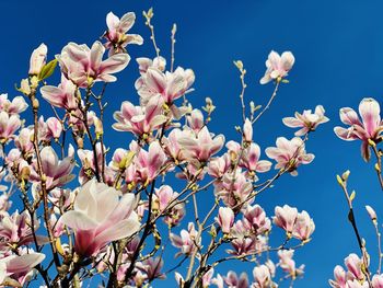 Low angle view of cherry blossoms against sky