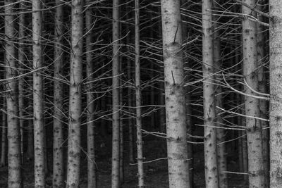 Bare trees in forest at night