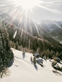 Sun shining through trees on grassy field