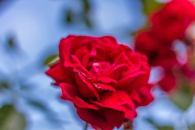 Close-up of red rose
