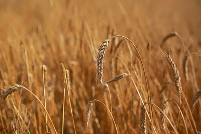 Close-up of stalks in field