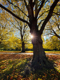 Sunlight streaming through trees during autumn