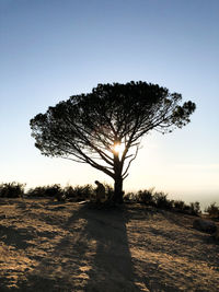 Silhouette tree on field against sky during sunset