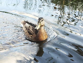 High angle view of mallard duck swimming in lake