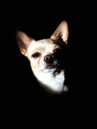 Close-up of dog against black background