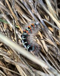 High angle view of butterfly on plant