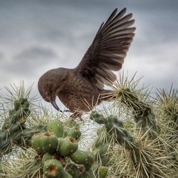 Low angle view of cactus against sky