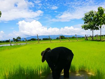 Elephant standing on field against sky