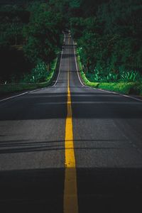 Empty road along trees and plants in city