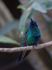 Closeup of blue green hummingbird trochilidae perching on branch otavalo, ecuador