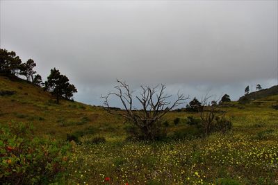 Scenic view of field against sky