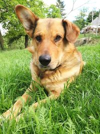 Close-up portrait of dog in grass